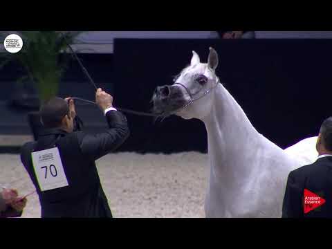 N.70 NOFT AL NAYFAT - Paris 2018 - Senior Mares (Class CM 3B)