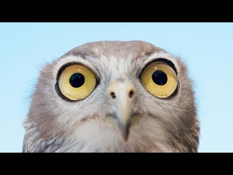 What makes a raptor a raptor?