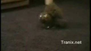 Cat Climbs into Small Bowl