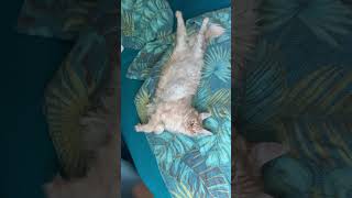 Кот Балдёж