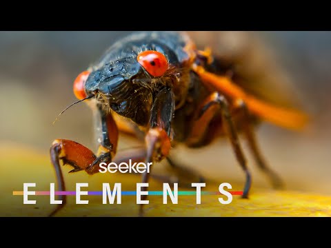 為什麼數十億的蟬在17年後即將出現？ (Why Billions of Cicadas Are About to Emerge After 17 years)