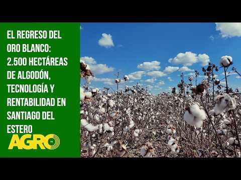El regreso del oro blanco: 2.500 ha de algodón, tecnología y rentabilidad en Santiago del Estero
