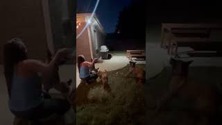 Video preview image #1 Mutt Puppy For Sale in Stevens Point, WI, USA