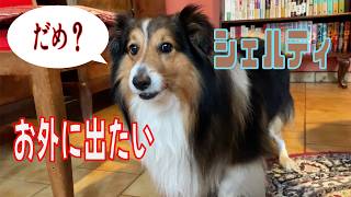 【シェルティ】お外に出たい【フランス田舎暮らし🇫🇷】#犬の散歩 #賢い犬 #犬のいる暮らし #マイペースな犬