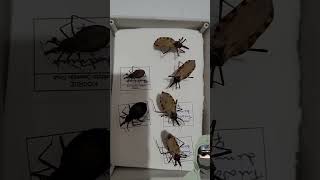 Download lagu The kissing bug, the transmitter of Chagas disease. #biology #insects #naruto #anime #otaku #anim... mp3