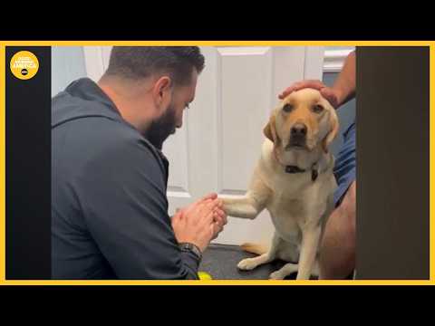 Video of injured dog learning to trust vet goes viral l GMA