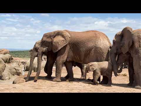 South Africa Part 2 - Garden Route, Addo National Park and the Drakensberg