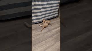 #かわいい猫#幸せ#cat#元気お届け#元気になる動画#猫のいる暮らし#love#仲良し#猫好きさんと繋がりたい#保護猫#lovely#ほのぼの#ねこ#pretty#ねこのいる生活#cute#子猫