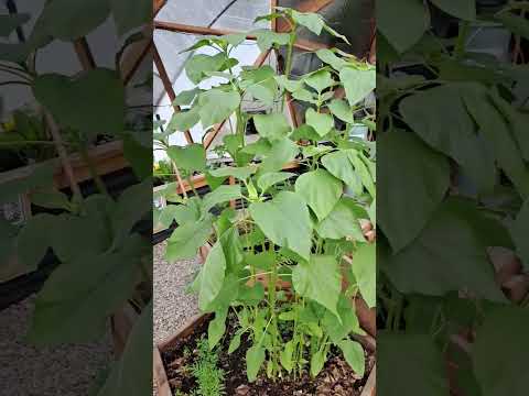 Our greenhouse has a pretty big range of microclimates allowing us to try a wide variety of plants.