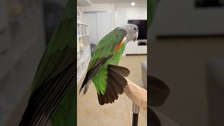 Kody Cape Parrot Stretch and Talk