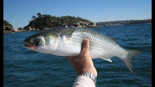 Кефаль ловля в черном море