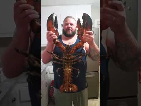 download lagu mp3 mp4 Jumbo Maine Lobster, download lagu Jumbo Maine Lobster gratis, unduh video klip Jumbo Maine Lobster