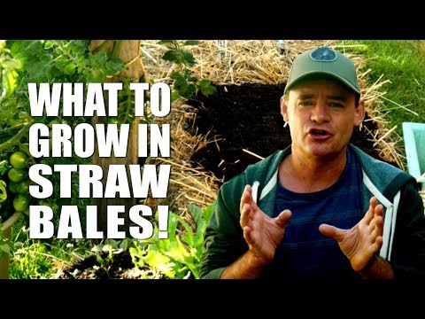 What to Grow in a Straw Bale Garden