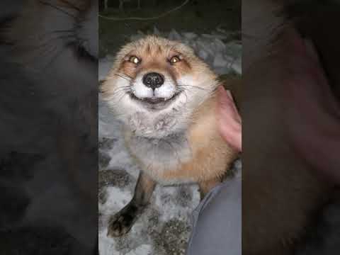 This Fox Named Finnegan Really Wants Someone To Come Out And Play