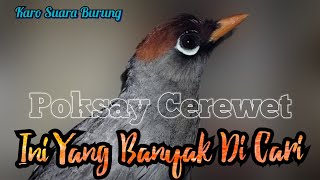Download lagu Poksay Genting Gacor Full,Semua Jenis Burung Poksay Mandarin Langsung ikut Nyaut,garrulax mitrastus mp3