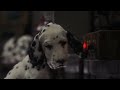 102 Dalmatians