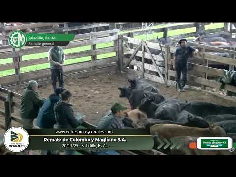 20-11-25 - Remate de Colombo y Magliano S.A. - Saladillo, Bs.As.