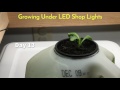 Milk Jug Hydroponics - How To Grow Lettuce in a milk jug and watch greens roots and algea grow