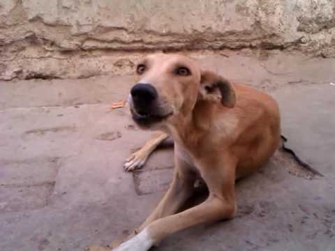 our dogy at our old house