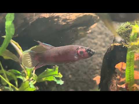 Betta Rubra - Keeping and breeding experiences #betta #bettafish