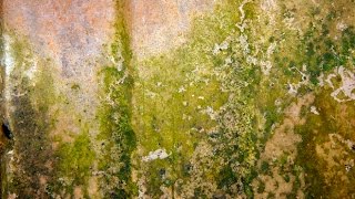 Causes of Mold - Avoiding Mold