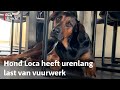 Steeds meer getraumatiseerde dieren door vuurwerkoverlast | RTV Utrecht