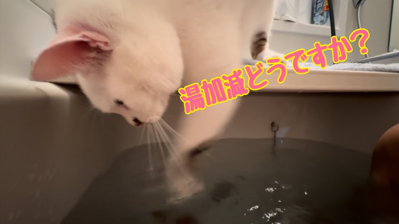 令和の湯もみ猫  ミミ2歳