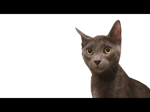 what happened to Artyom. (and who is Kasha the Cat)