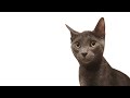 What Happened To Artyom And Who Is Kasha The Cat