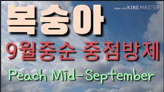 복숭아 9월중순 어떻게 관리하나? 살균제 : 잿빛무늬병(극만생종)
살충제 : 복숭아순나방, 노린재류, 깍지벌…