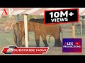 Natural Elephants M, ating at koshi tappu nepal || Alex productions