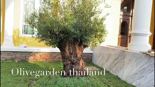 ต้นมะกอก Olivegardenthailand