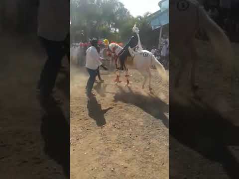 , title : 'Wedding horses in Maharashtra,  India.  The indigenous nukhra breed'