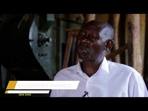 MUSEVENOMICS: BALIKOOWA MAWAAZI COFFEE PRODUCER IN MAYUGE DISTRICT