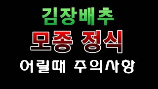 [텃밭농부. 1,216]  김장배추 모종 정식하고 주의 할 점 몇가지 #김장배추재배