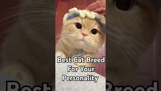The Best Cat Breeds for Your Personality! 🐱✨