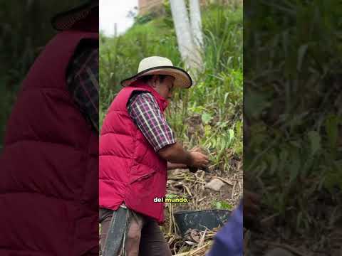 ☕🌎 ¡De Pueblo Nuevo, Ocaña, para el mundo! #viral #gobernación #nortedesantander