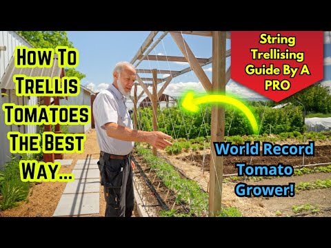 Master Tomato Trellising with a World Record Grower! Tips & Advice!