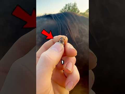Das ist der größte Feind von Pferden😱