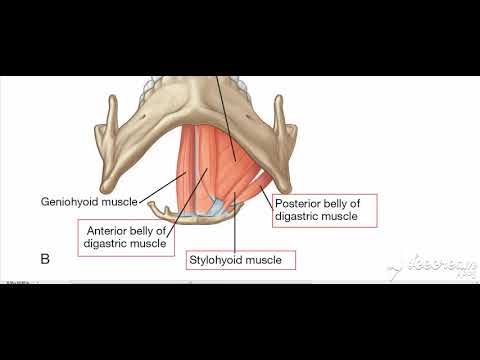 Stylohyoid muscle