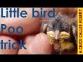 Little bird has a poo-trick