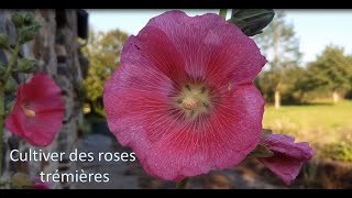 Doit On Couper Les Roses Tremieres
