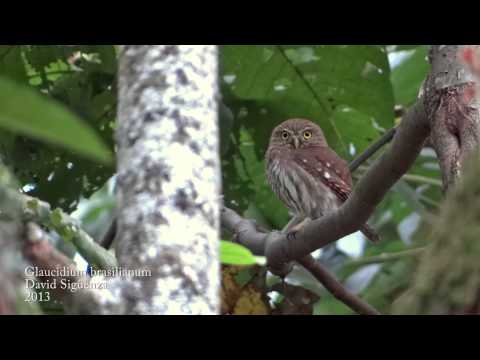 RE: Glaucidium brasilianum