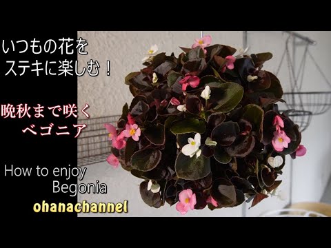 園芸 ボリビアンベゴニア