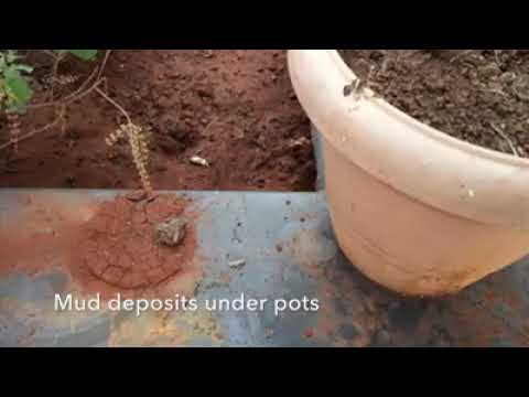 Self Watering Pots