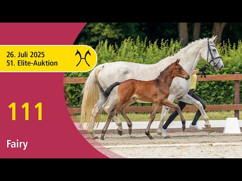 No. 111 Fairy by Fürstenball - Sir Donnerhall I | 51st Elite Foal Auction - OnLive – July, 26th