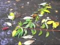 Clannad - Strange Land