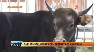 Jokowi Serahkan Hewan Kurban Sapi