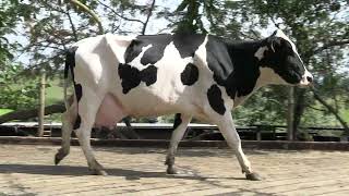 Vídeo 23 - 1º LEILÃO ANUAL SITIO TIMOTEO | VACAS 3/4 E 7/8