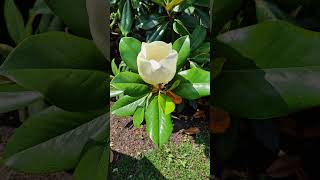 Belle Meade mansion has the most beautiful magnolias! #bellemeade #nashville #tennessee #magnolia